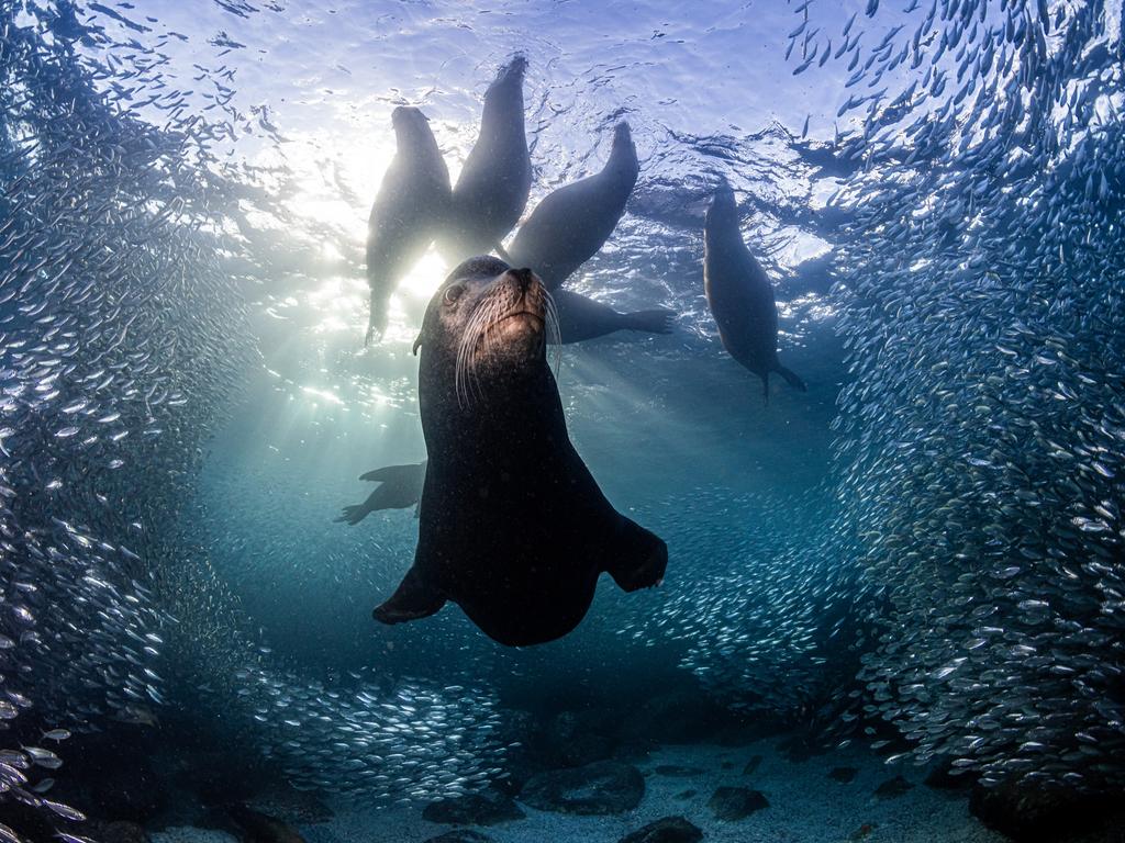 Winning the wild portraits category, this photo of a California sea lion was shot by UK photographer Simon Biddie in Los Islotes, Mexico. Thanks to the protection offered by being a UNESCO World Heritage site and a National Marine Park, a no-take zone protects the entire food chain and provides a rich food source for these curious sea lions. Picture: Simon Biddie/Nature TTL