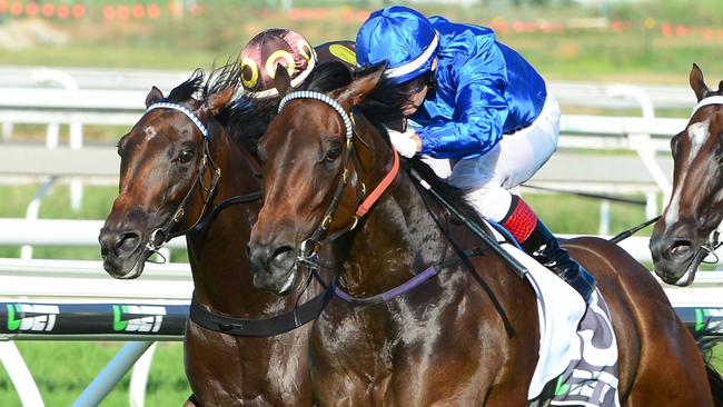 Kinshachi is The Duff’s best value bet at Scone. Picture: Grant Peters, Trackside Photography