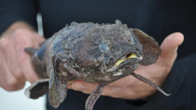 Stonefish aren’t pretty and they can be deadly.