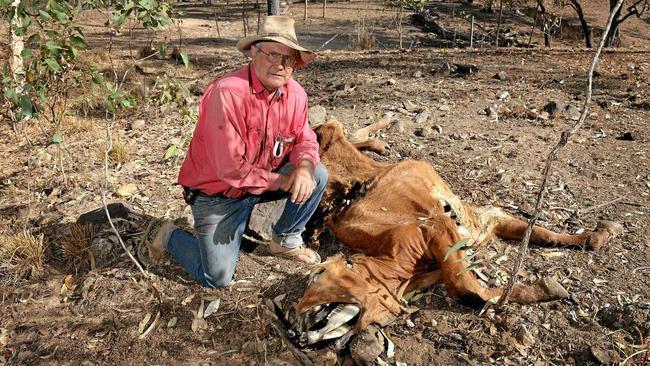 Several cows have been mysteriously killed at Judy and Mick Cook's Eungella Hinterland property. Mick with a Bullock that he found killed 2 months ago, it shows less decay than expected. Picture: Stuart Quinn