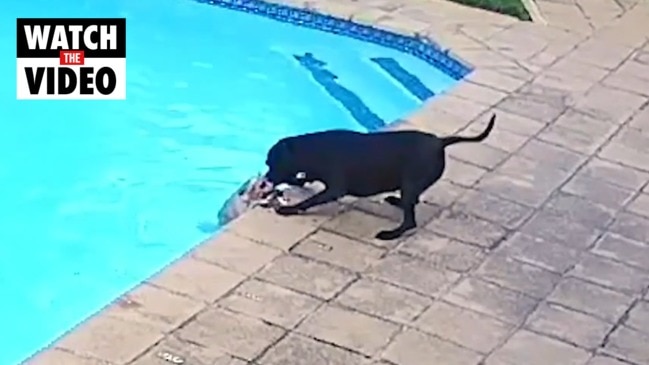 Dog saves dog from drowning (News 24)