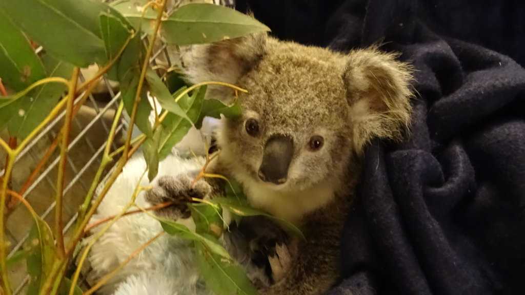 Orphaned koala Ollie has been cared for since his mother was killed on the New England Highway.