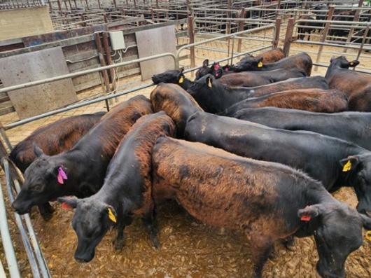 A man has been charged with allegedly stealing cattle near Wagga Wagga in southern NSW. Picture: NSW Police