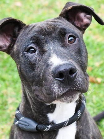 Scooter is currently housed at the Campbelltown Animal Care Facility.