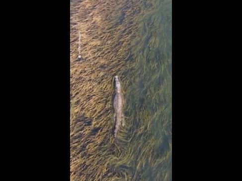 Crocodile patrols WA dam