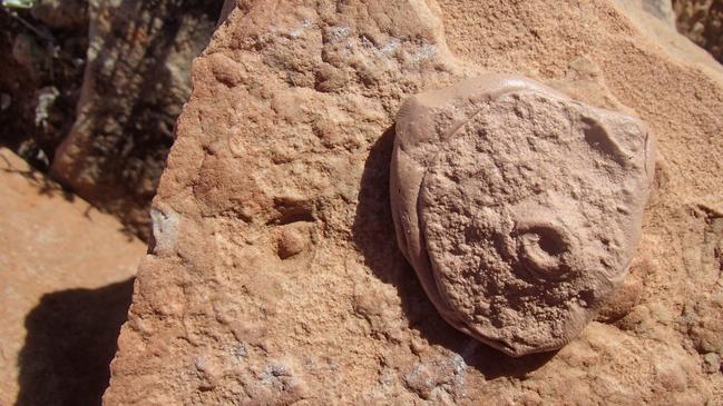 Ediacaran fossil images pics New fossil from the Ediacaran era discovered in the Flinders Ranges of South Australia by Professor Mary Droser, University of California, Riverside (UCR) named Obamus coronatus to honour President Barack Obama’s passion for science. Supplied.