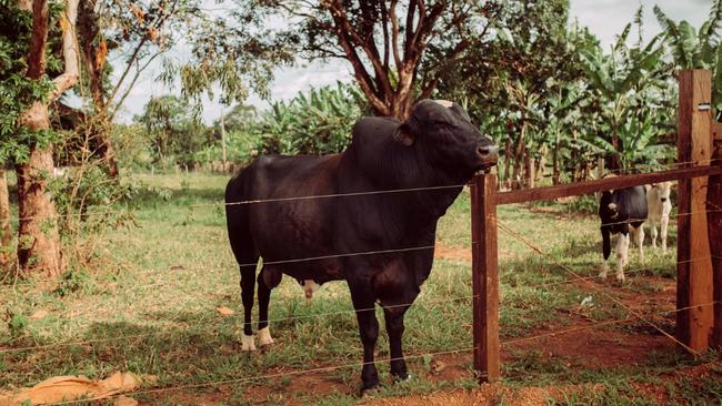 Brazilian farmers are bullish on gallstones. Picture: Fábio Setti for WSJ