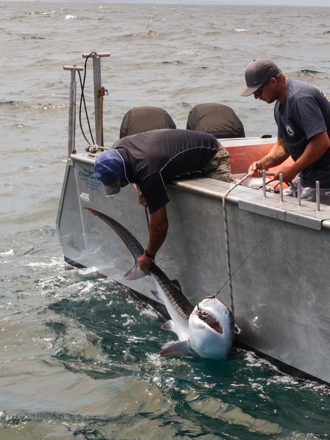 A tiger shark caught in a Smart Drumlines.