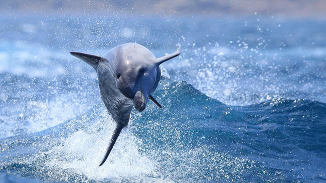 A bottlenose dolphin. Picture: Peter Fuller