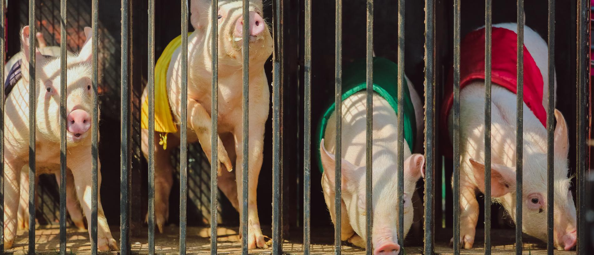 All set and ready to start in the pig racing at the Show. Picture GLENN CAMPBELL