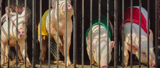 All set and ready to start in the pig racing at the Show. Picture GLENN CAMPBELL