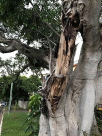 Damage to a Weeping Fig tree on Northgate Rd.