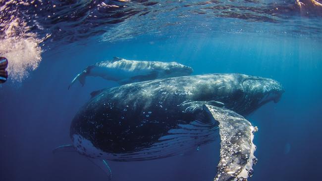 File photo: Swimmers shared this special moment with mum and calf mid-migration on-board Sunreef Mooloolaba Photo: Migration Media Underwater Imaging