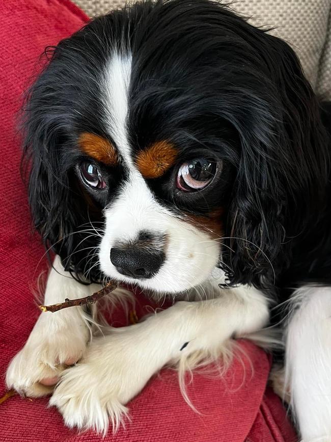 Louis the cavalier king charles spaniel, sent in by Gretta Koch, Hahndorf.
