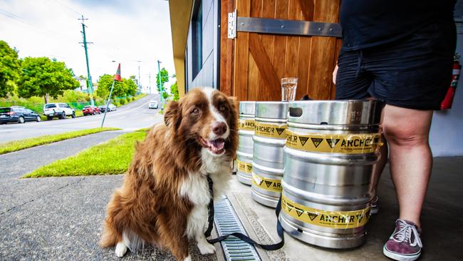 Archer Brewing is fighting to change food safety standards preventing dogs from being in indoor areas where food is consumed. Archer (pictured) is the brewery mascot and namesake. Picture: Nigel Hallett