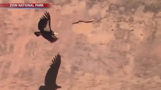 California condors die of avian flu in Arizona