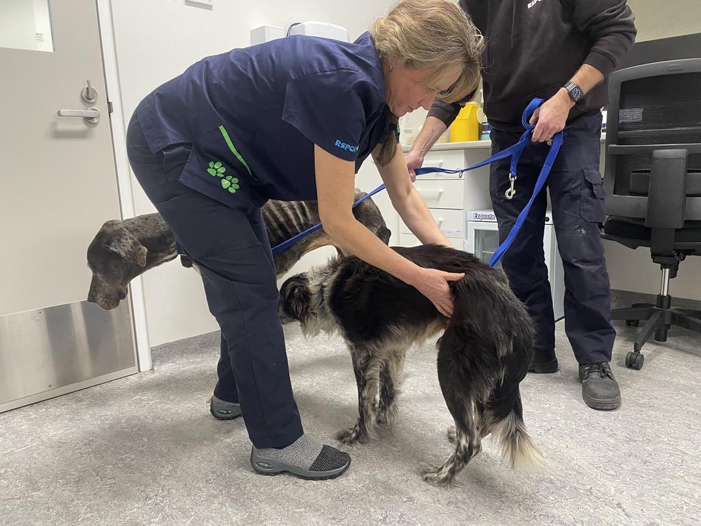 A border collie and a great dane, two dogs seized by the RSPCA from a Middleton couple. Picture: RSPCA