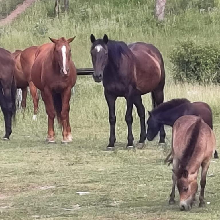 David Maynard says the rescue horses love greeting visitors and eagerly await their treats when they see a new vehicle arrive. Picture: David Maynard