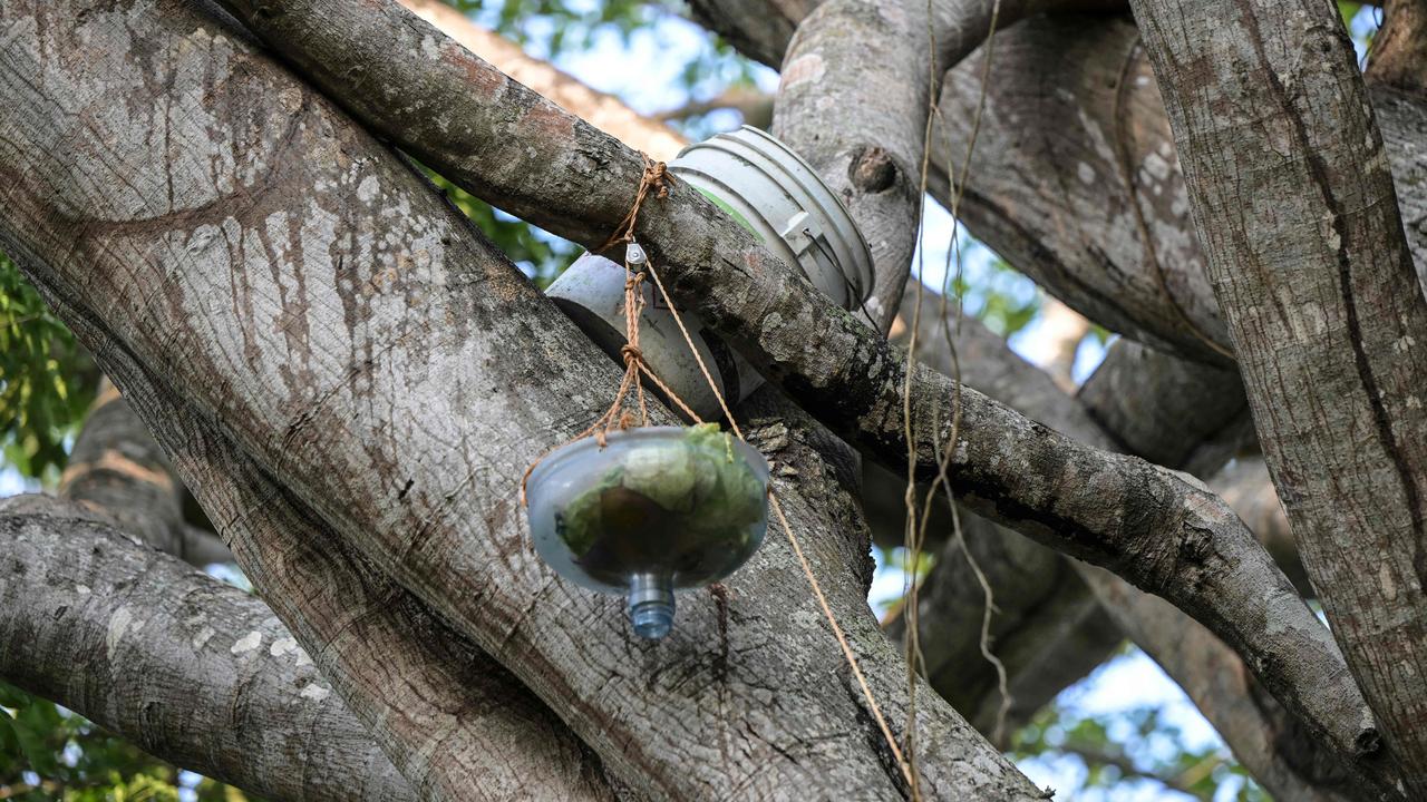 Food and water buckets placed by volunteers for howler monkeys in the branches of a tree in Comalcalco. Picture: Yuri Cortez / AFP