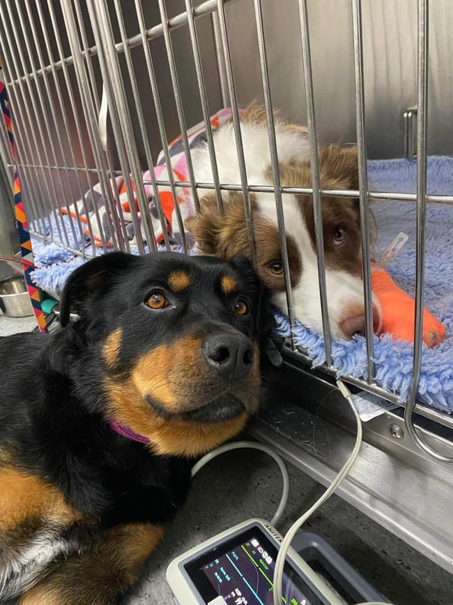 Saskia laid by Tashi’s side as he received the blood transfusion at Austinmer Veterinary Hospital. Picture: Supplied