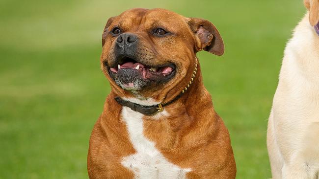 Russell the Staffy, 4. Picture: Mark Stewart