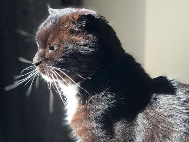 The family of Victorian Premier Daniel Andrews has expressed their sadness at farewelling their beloved cat Felix. Picture: Twitter, Catherine Andrews