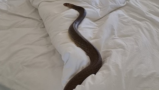 An alarming bedroom encounter with a huge snake has prompted a chilling warning after the intruder was caught out mid-nap.