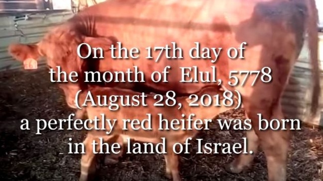 ’Sacred’ Rare Red Cow Born In Israel | News.com.au — Australia’s ...