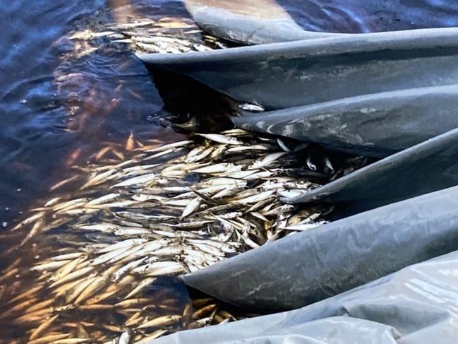 The Bob Brown Foundation claims wild fish are getting caught and dying in salmon pens. Picture: Supplied