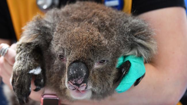 A koala named Robert with his paws bandaged is held by a vet nurse as he receives treatment after the Kangaroos Island bushfires. Picture: Mark Brake/Getty Images