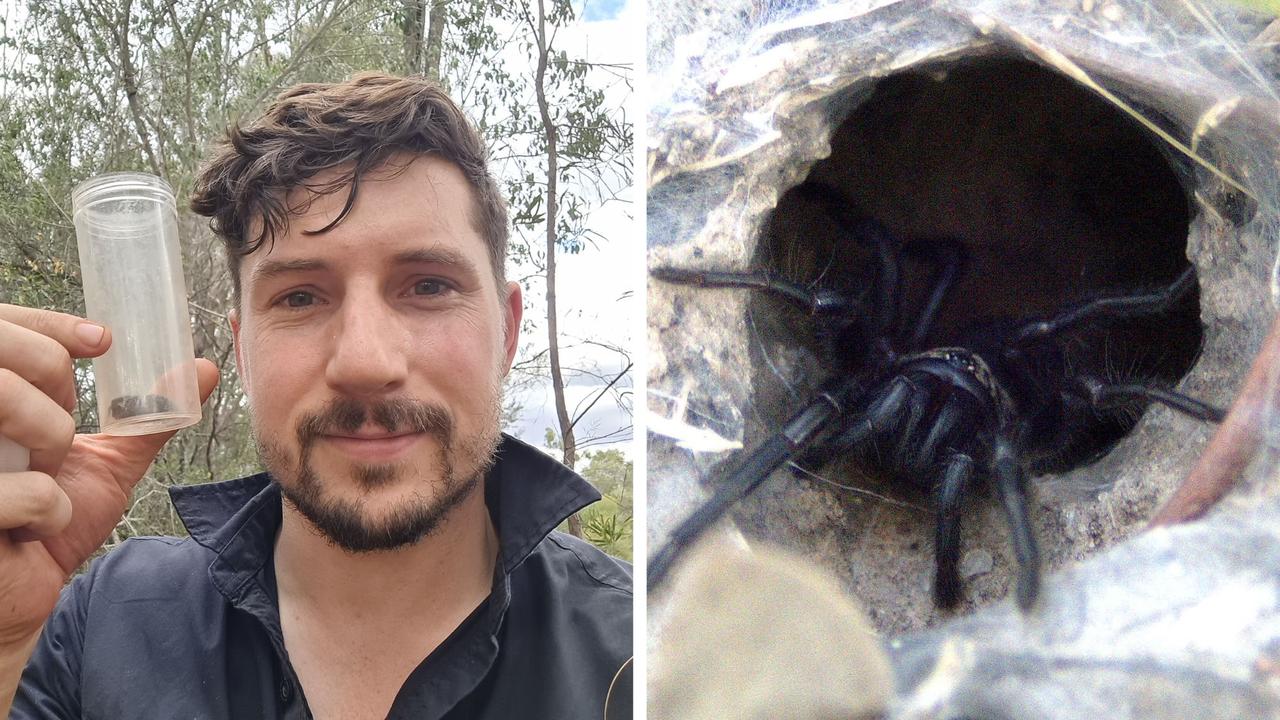 Scientists fins 40 news wishbone spider species in Queensland