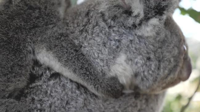 Sydney zoo welcomes joey koala