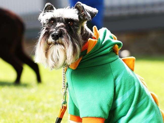 Dogs Day Out at Rosny Farm.  Ruby the five year old miniature schnauzer from Howrah dressed as a dinosaur.  Picture: Zak Simmonds