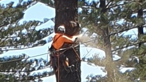 Contractors removing the second oldest Norfolk Island Pine tree at Burleigh Heads.