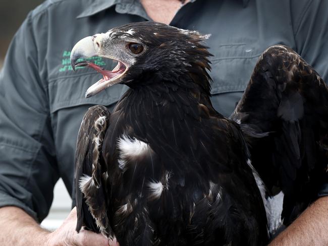 Raptor Refuge founder Craig Webb ready to release a wedge-tailed eagle, fully rehabilitated after sustaining soft tissue damage caused by hitting overhead power lines Picture: KIM EISZELE