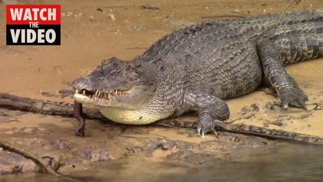 Croc washes snake meal down with a drink