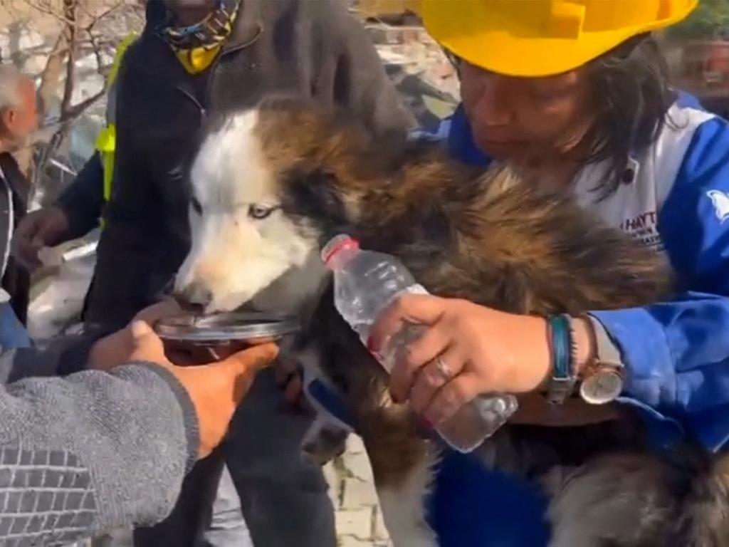 Rescuers pulled alive a dog from a collapsed building in southern Turkey 23 days after last month's 7.8-magnitude deadly earthquake.