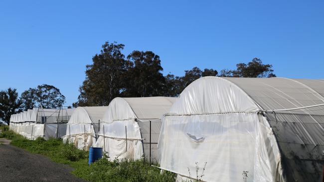 Detectives uncovered $13 million worth of weed in hydro houses at a property in Kemps Creek. Picture: NSW Police