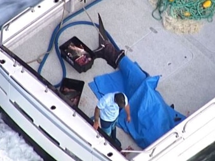 A shark captured off the Queensland coastline, following a fatal attack on the Gold Coast. Picture: ABC