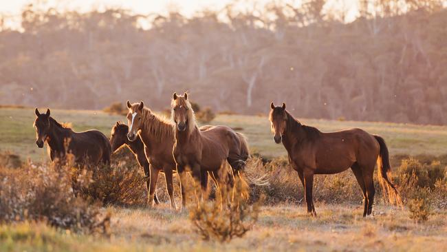 Wild horse numbers in the Kosciuszko National Park have ballooned. Picture: Rohan Thomson