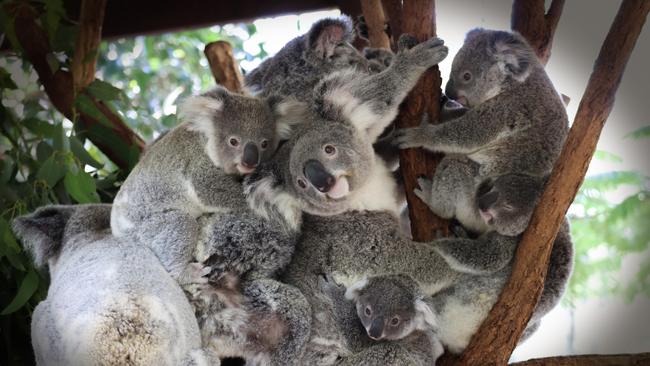 Koala's having a Group hug at Lone Pine Koala Sanctuary. Picture: Akane Hatai