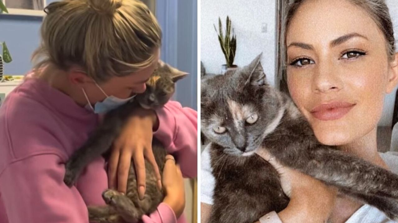 Family cat that went missing after Bondi vet bungle found alive.