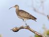 ‘Groundbreaking’ project to save Bundaberg’s migratory birds