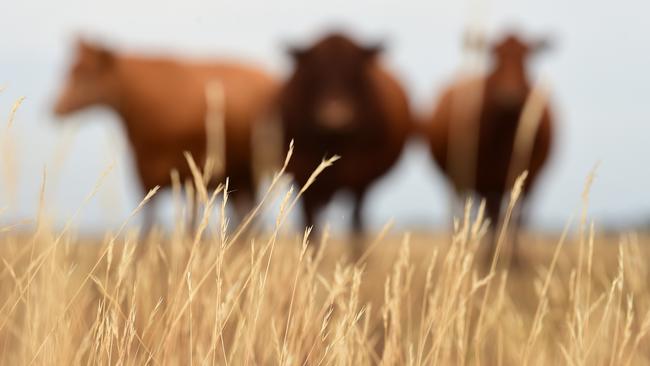 As prices for cattle hit record high, Victorian farmers are worried about an increase in livestock theft. Picture: Zoe Phillips