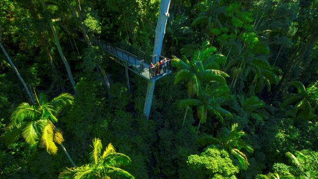 Tamborine rainforest skywalk aerial view