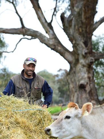 How Now milk is sold in one-litre and two-litre bottles. The Locheilan range includes camembert, brie, two blue cheese varieties and an English cheddar-style called Cheshire. Picture: Zoe Phillips