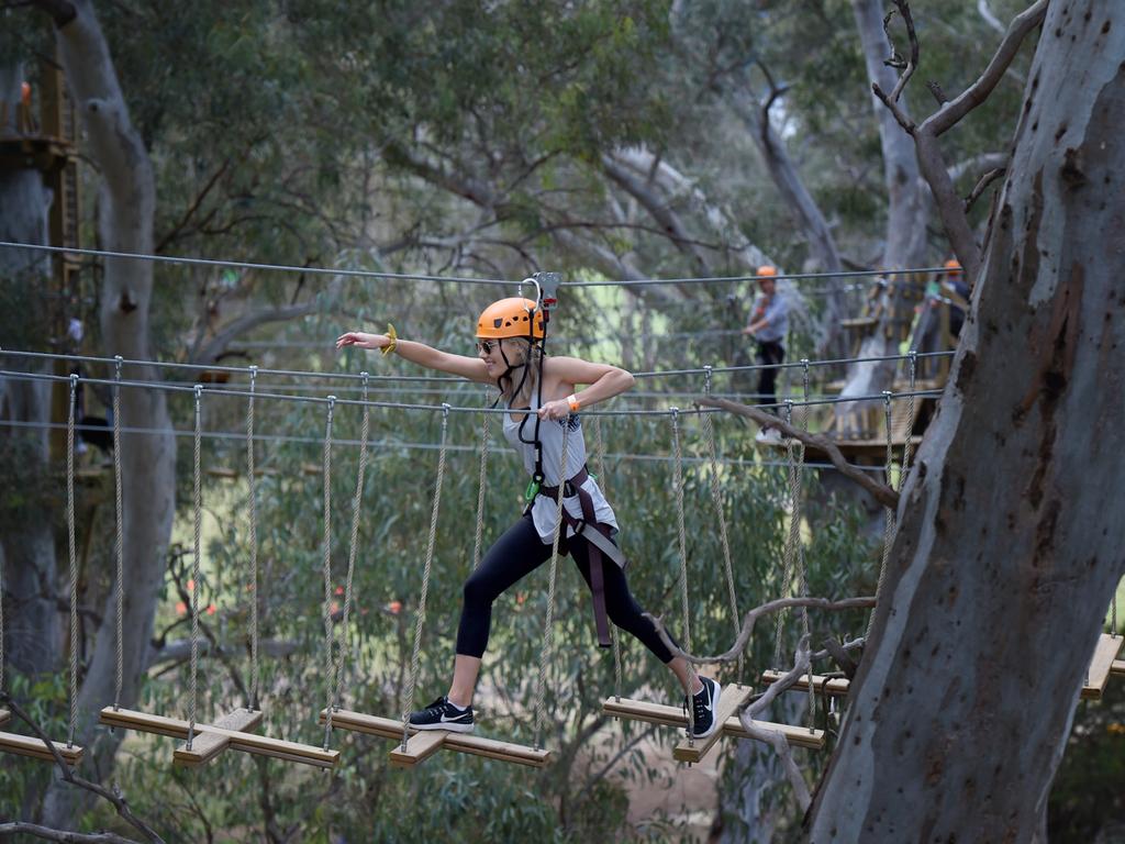 TreeClimb Adelaide, Adelaide. Picture Naomi Jellicoe