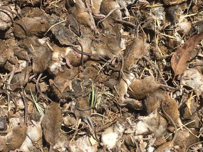 WEEKEND EXTRA., WEEKEND TELEGRAPHS SPECIAL. MUST TALK WITH PIC ED JEFF DARMANIN BEFORE PUBLISHING.  Generic pictures of the recent mouse plague in rural NSW. , , Has your farm been impacted by the mouse plague? NSW Farmers is seeking your feedback to support the case for financial and other assistance packages from the State Government.   Here is a link to a short 5 minute survey  https://www.surveymonkey.com/r/MousePlague, Five minutes of your time would be greatly appreciated! , Grain Growers Limited AUSVEG Cotton Australia Citrus Australia Griffith and District Citrus Growers Association Ricegrowers' Association of Australia