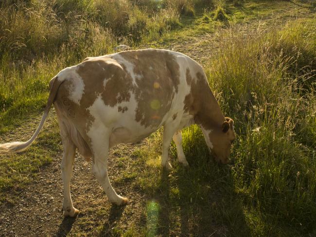 One of the contented cows at Fat Pig Farm. Picture: Alan Benson