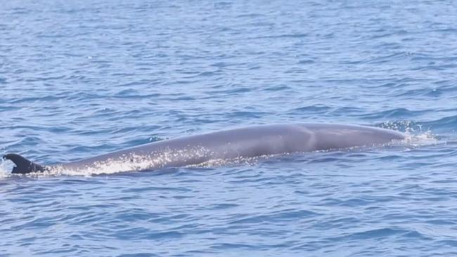 World’s most elusive whale surfaces on Great Barrier Reef | The Cairns Post